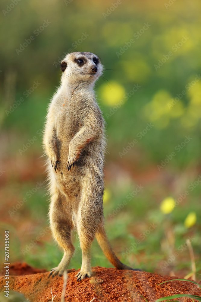Foto-Schmutzfangmatte - The meerkat or suricate (Suricata suricatta) in the blossoming desert. Suricata on patrol.