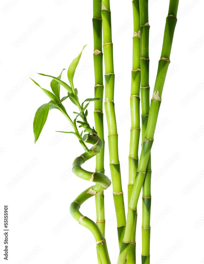 Plissee mit Motiv - bamboo - six stalks