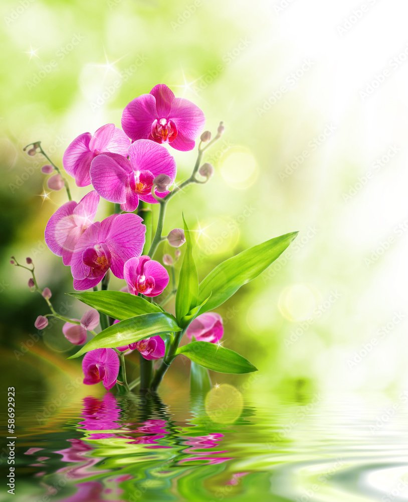 Plissee mit Motiv - beautiful orchid and bamboo for border treatment spa on water