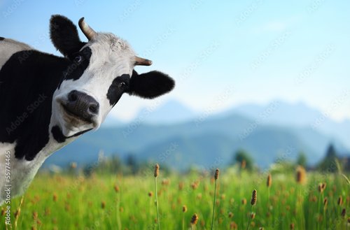 Jalousie-Rollo - Cow (von Dudarev Mikhail)