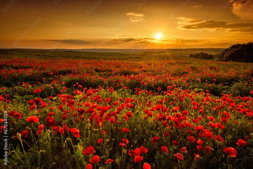 Jalousie-Rollo - Poppy field at sunset (von Jess_Ivanova)