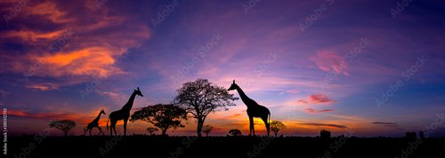 Jalousie-Rollo - Panorama silhouette Giraffe family and  tree in africa with sunset.Tree silhouetted against a setting sun.Typical african sunset with acacia trees in Masai Mara, Kenya (von noon@photo)