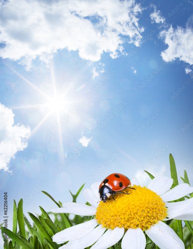 Fotovorhang - chamomile and ladybug (von Evgenia Tiplyashina)