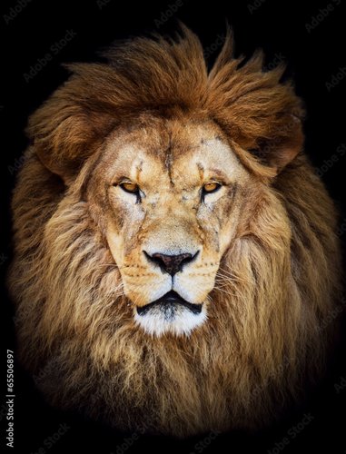 Foto-Kissen premium - Portrait of huge beautiful male African lion against black backg (von irishmaster)