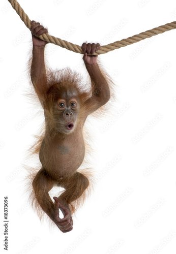 Fotovorhang - Baby Sumatran Orangutan hanging on rope against white background (von Eric Isselée)