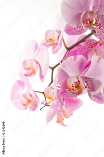 Foto-Schmutzfangmatte - Orchidee (von VRD)