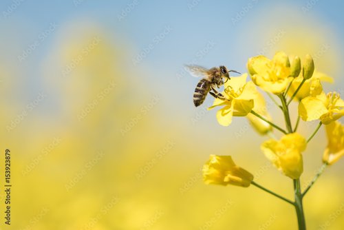 Foto-Schmutzfangmatte - Biene sammelt Honig - Rapsblüte im Frühling (von Karoline Thalhofer)