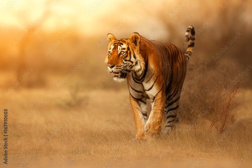 Foto-Schiebegardine ohne Schienensystem - Great tiger male in the nature habitat. Tiger walk during the golden light time. Wildlife scene with danger animal. Hot summer in India. Dry area with beautiful indian tiger, Panthera tigris (von photocech)