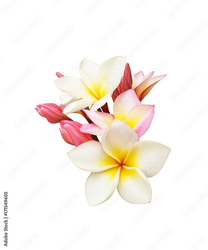 Foto-Schmutzfangmatte - Tropical frangipani flower isolated on white background (von lana839)