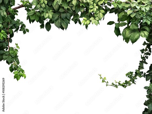 Plissee mit Motiv - frame of the climbing plant isolated on white background (von plus69)