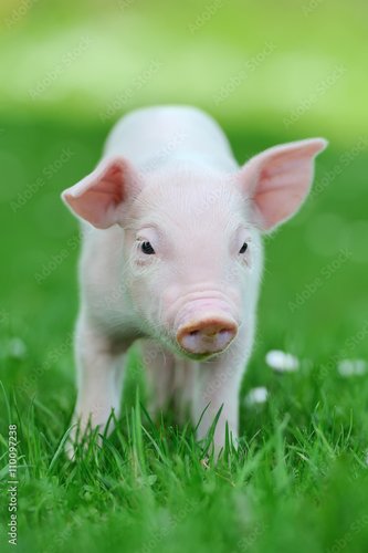 Plissee mit Motiv - Young pig on grass (von byrdyak)