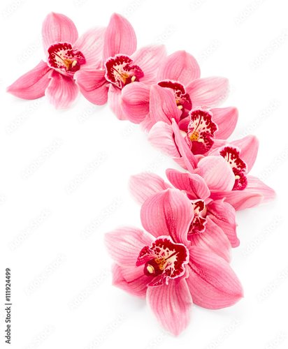 Plissee mit Motiv - Orchid flowers (von Nik_Merkulov)