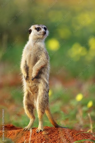 Foto-Schiebegardine ohne Schienensystem - The meerkat or suricate (Suricata suricatta) in the blossoming desert. Suricata on patrol. (von Karlos Lomsky)