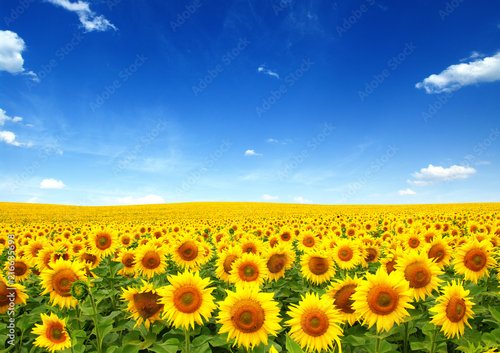 Foto-Schmutzfangmatte - sunflowers field on sky (von Alekss)