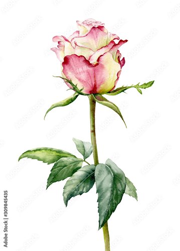 Foto-Kissen premium - Watercolor illustration. Elegant rose flower on a long stem with leaves on a white background. (von Dasha)