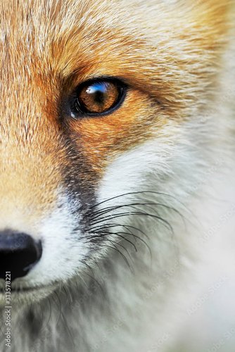 Fotovorhang - Red Fox portrait. Smart foxes in natural habitat. (von Milan)