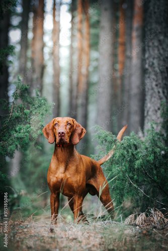 Foto-Kissen premium - vizla boy posing outside. Vizla dog portrait in green background. Forest around. (von Evelina)