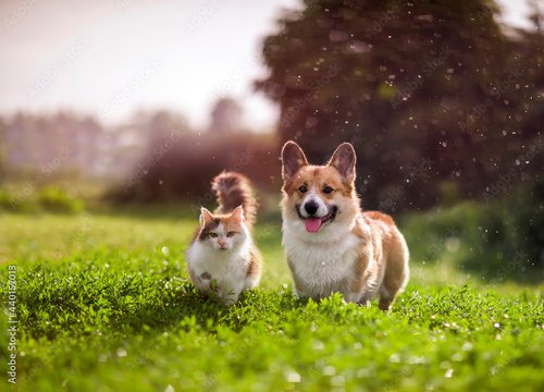 Foto-Schmutzfangmatte - furry friends red cat and corgi dog walking in a summer meadow under the drops of warm rain (von nataba)