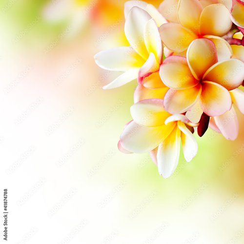 Foto-Kissen premium - Frangipani Tropical Spa Flower. Plumeria. Border Design (von Subbotina Anna)