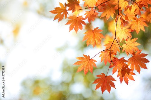 Foto-Kissen premium - Autumn maple leaves (von Li Ding)