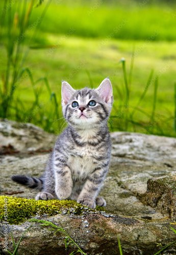 Foto-Schmutzfangmatte - a cute little kitten in the garden grass (von Vera Kuttelvaserova)
