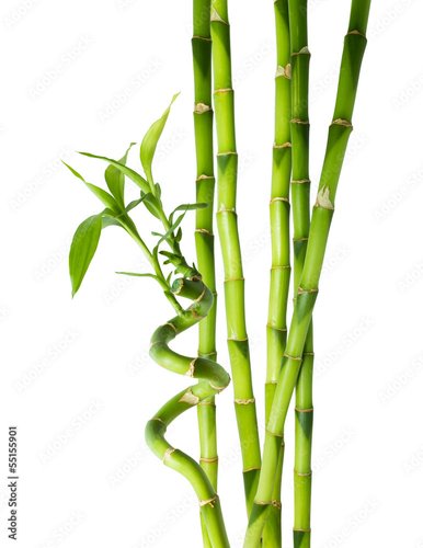 Plissee mit Motiv - bamboo - six stalks (von Romolo Tavani)