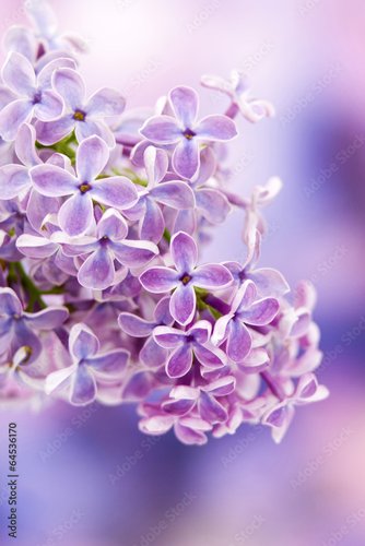 Foto-Schmutzfangmatte - Blooming lilac flowers (von Mira Drozdowski)