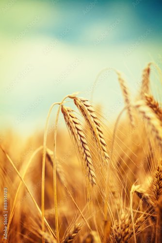 Foto-Schmutzfangmatte - Ripe wheat field against blue sky (von Svetlana Gajic)