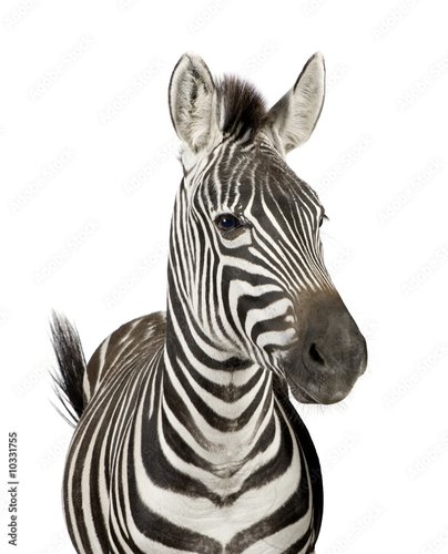 Dekostoffe - Front view of a Zebra in front of a white background (von Eric Isselée)