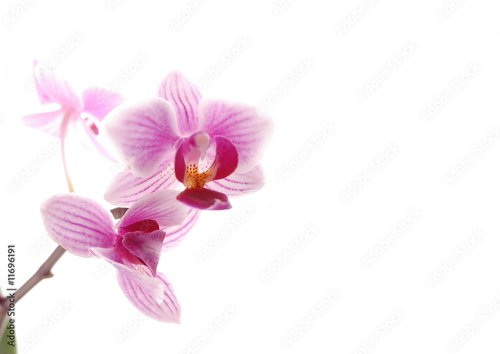 Foto-Schmutzfangmatte - 2 orchideenblüten (von Rena Marijn)
