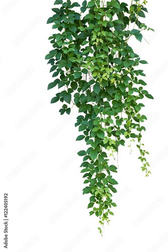 Foto-Schmutzfangmatte - Wild climbing vine hanging plant, Bush grape ivy or Cayratia trifolia isolated on white background with clipping path. (von Chansom Pantip)