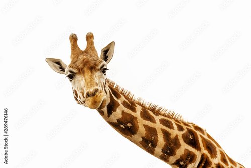 Foto-Schiebegardine ohne Schienensystem - Close up shot of giraffe head isolate on white (von valdisskudre)