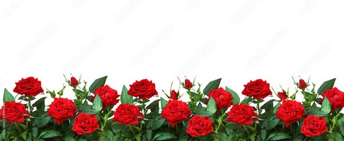 Foto-Schmutzfangmatte - Red rose flowers in a border (von Ortis)