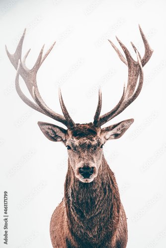 Plissee mit Motiv - Deer portrait, colse-up. (von erika8213)